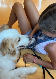 Therapie Hunde Zentrum Schweiz Lesehund 129