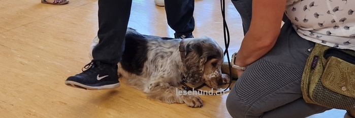 Therapie Hunde Zentrum Schweiz Lesehund 133
