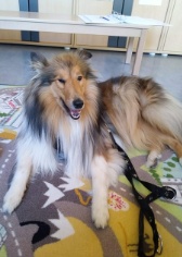 Lesehund ch 100