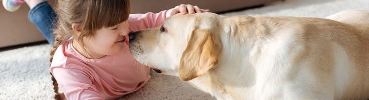 Dog 12