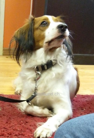 Lesehund 1121 013