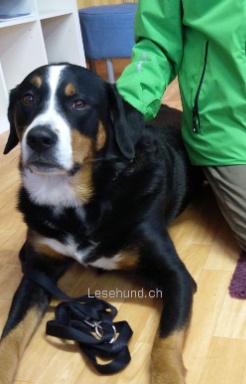 Lesehund 1121 012