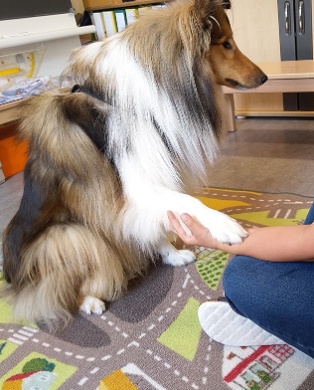 Lesehund 0125 001