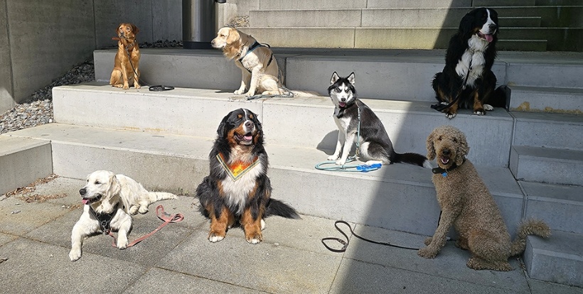 Lesehund Schulhund Ausbildung 0426 002